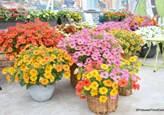 The Petchoa BeautiCal Series from Sakata is an interspecific Hybrid that recovers quickly after rain and sticks way less, to none. The best of the Petunia and Calibrachoa is one plant. Now available in ten colors including unique varieties such as the Carmel Yello, Sunset Orange and Red Mapel.
